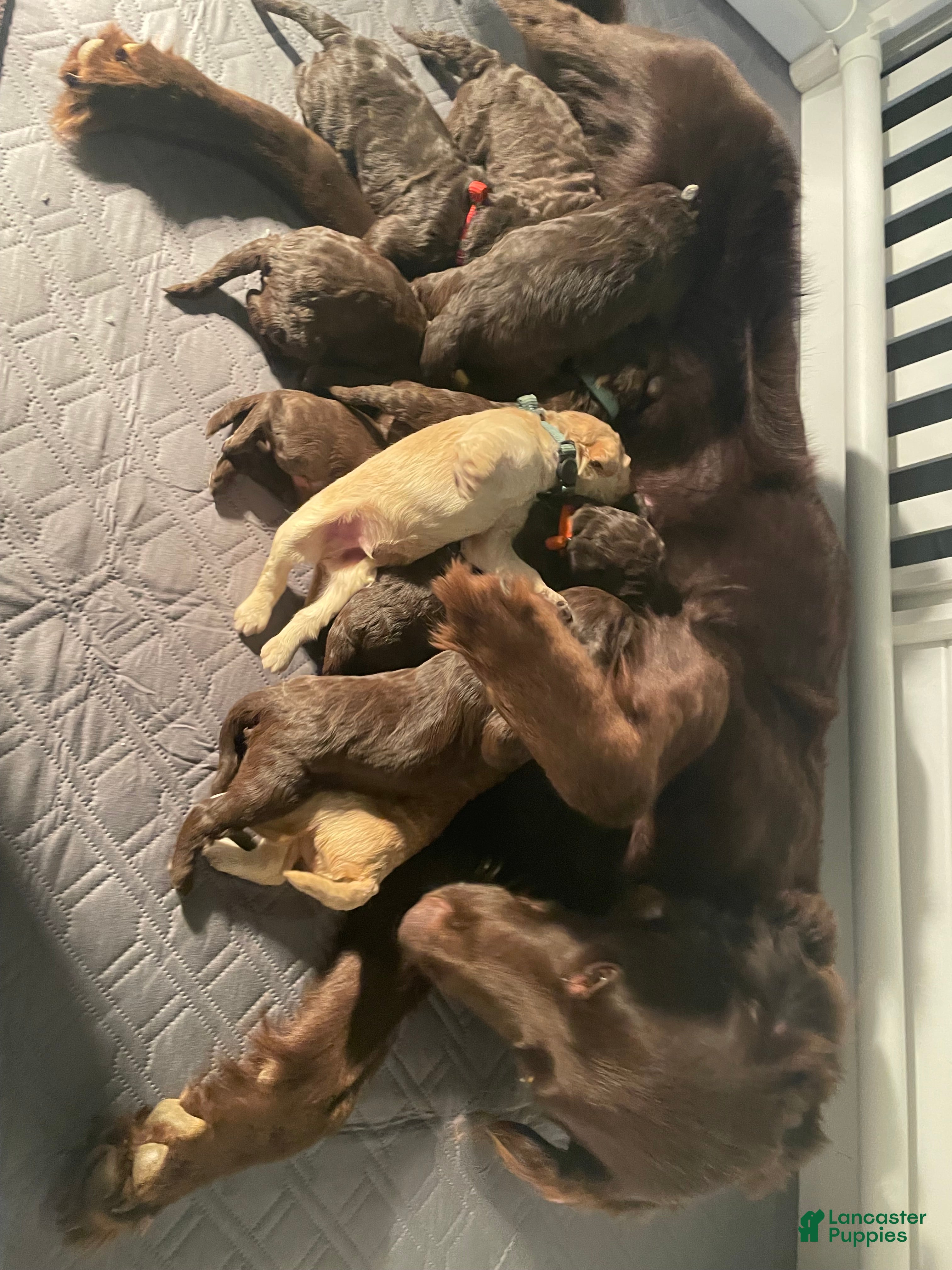 Goldendoodle dogs Ms blue - Ad 6