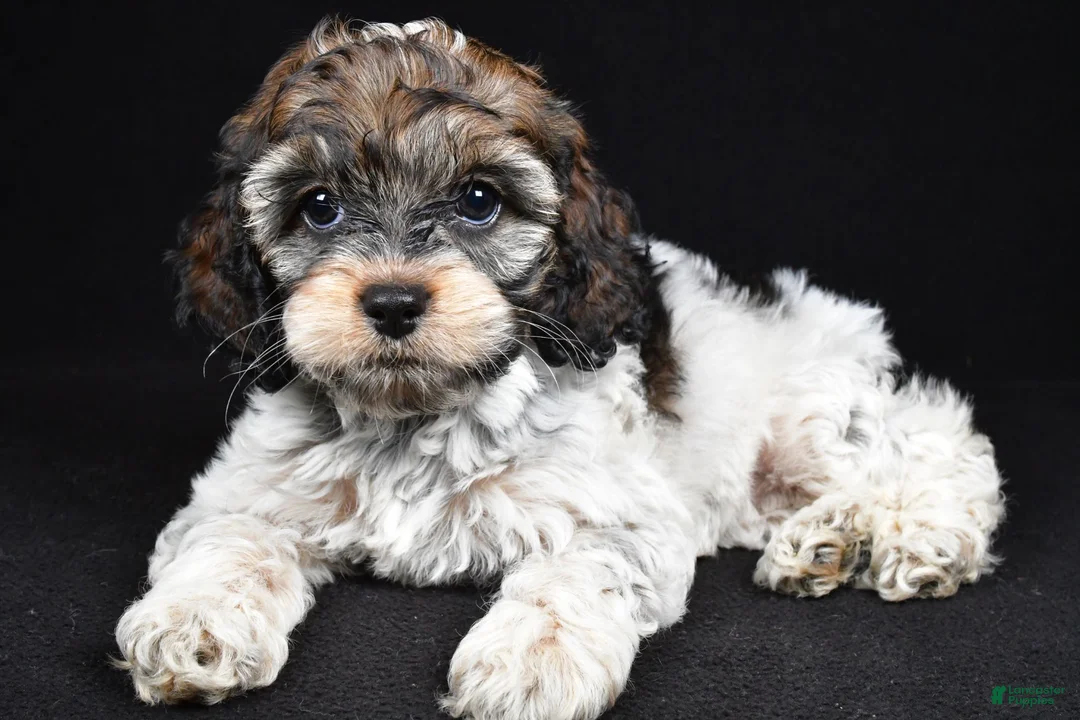 Cockapoo dogs for sale: Harper - Ad 2