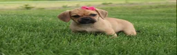 Puggle dogs for sale: Abby  - Ad 4