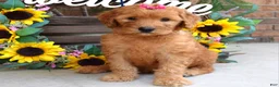 Goldendoodle dogs for sale: Remy - Ad 6