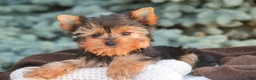 Yorkshire Terrier dogs for sale: Buckskin - Ad 7