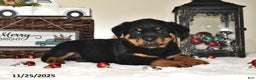 Rottweiler dogs for sale: Frances - Ad 2