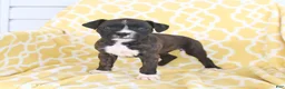 Boxer dogs for sale: Abby - Ad 4