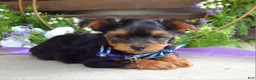 Yorkshire Terrier dogs for sale: Finn - Ad 10