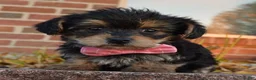 Yorkiepoo dogs for sale: Tiny Stella - Ad 5