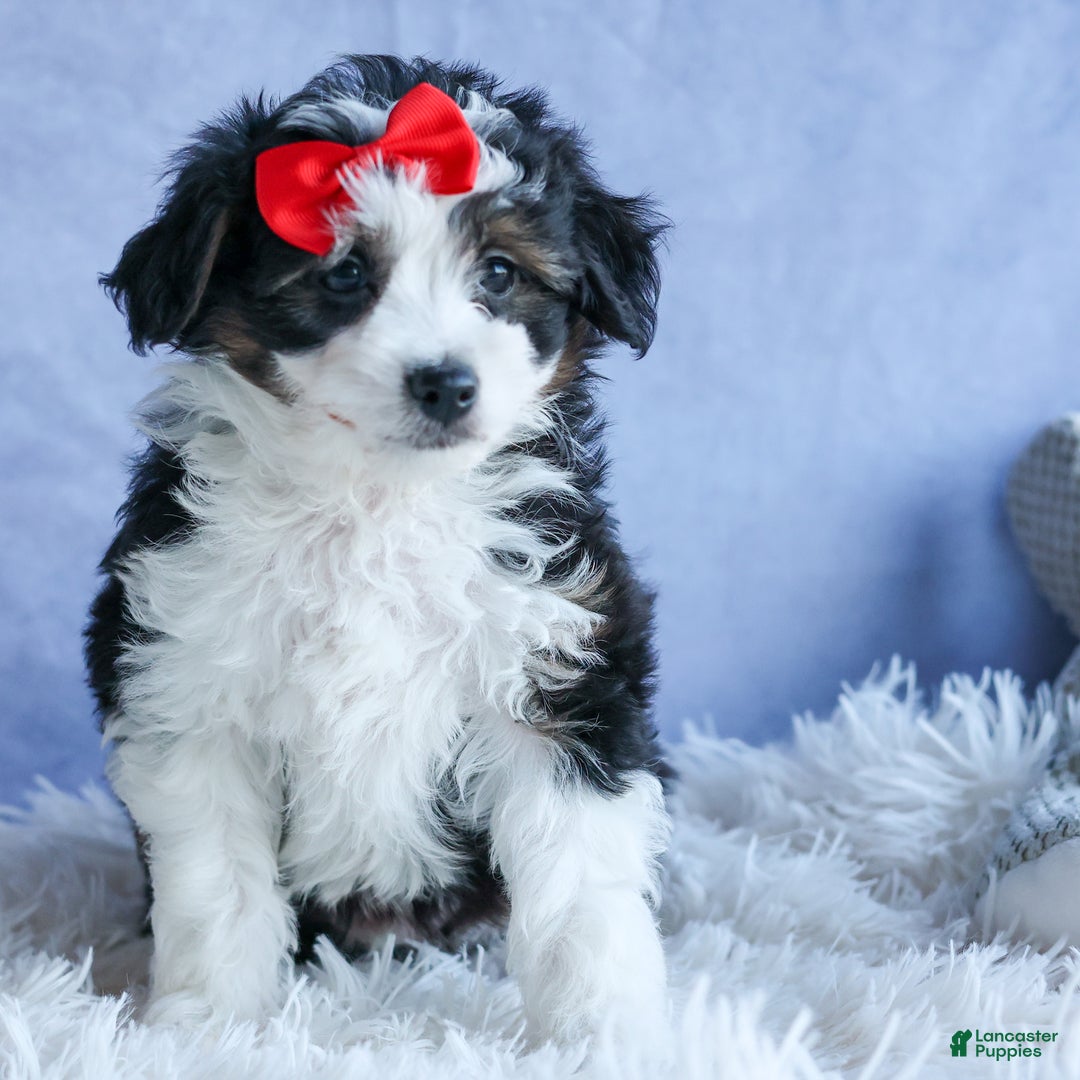 Mini Aussiedoodle dogs for sale: LEE - Ad 18