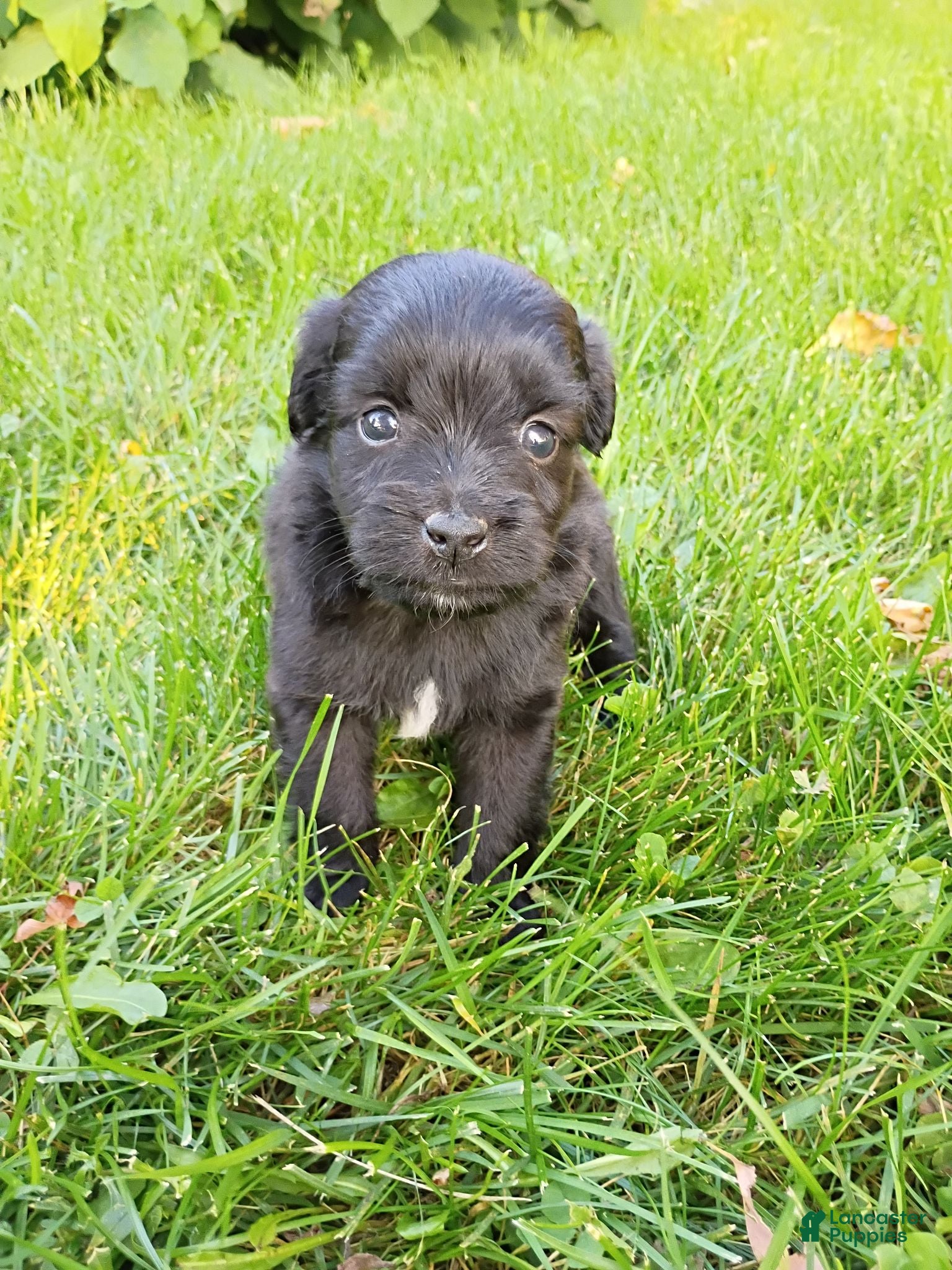 Mini Aussiedoodle dogs Allie  - Ad 2