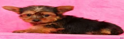Yorkshire Terrier dogs for sale: Buddy - Ad 7