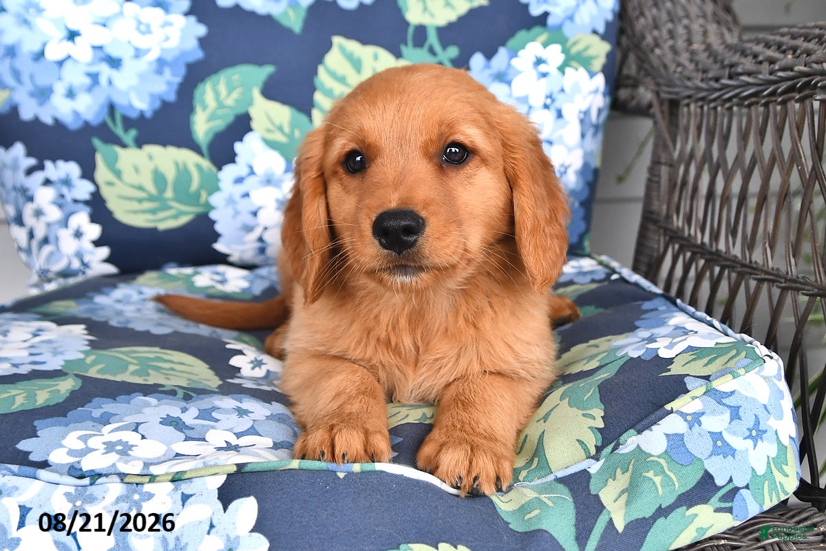 Golden Retriever dogs Pixie - Ad 2