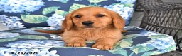 Golden Retriever dogs for sale: Pixie - Ad 2
