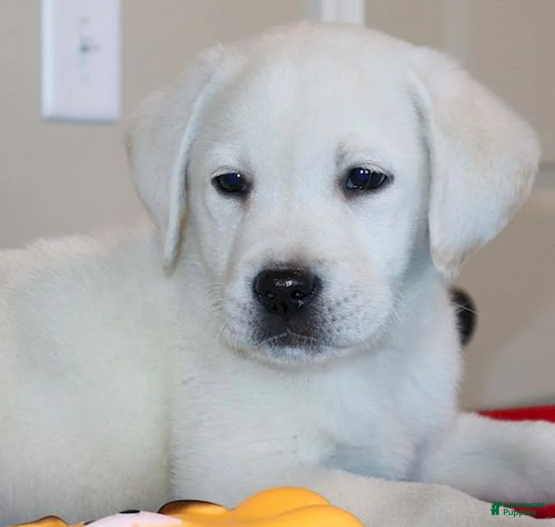 Labrador Retriever dogs for sale: Captain Champ lines - Ad 1