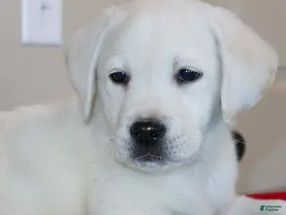 Labrador Retriever dogs Captain Champ lines - Ad 11