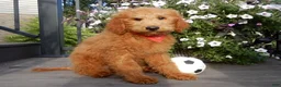 Mini Goldendoodle dogs for sale: Theo (medium) - Ad 3