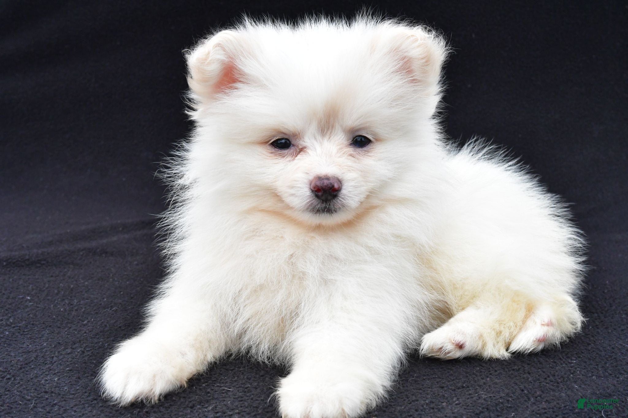 Pomeranian dogs Honey - Ad 1
