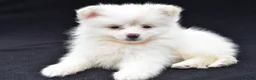 Pomeranian dogs for sale: Honey - Ad 1