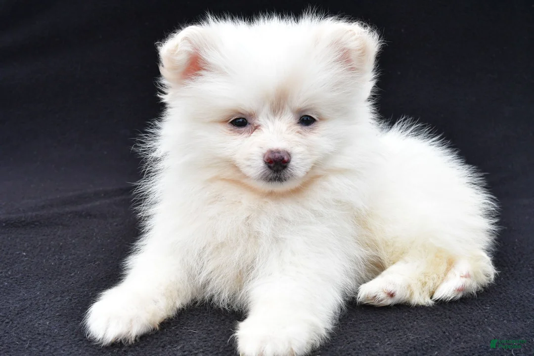 Pomeranian dogs for sale: Honey - Ad 1