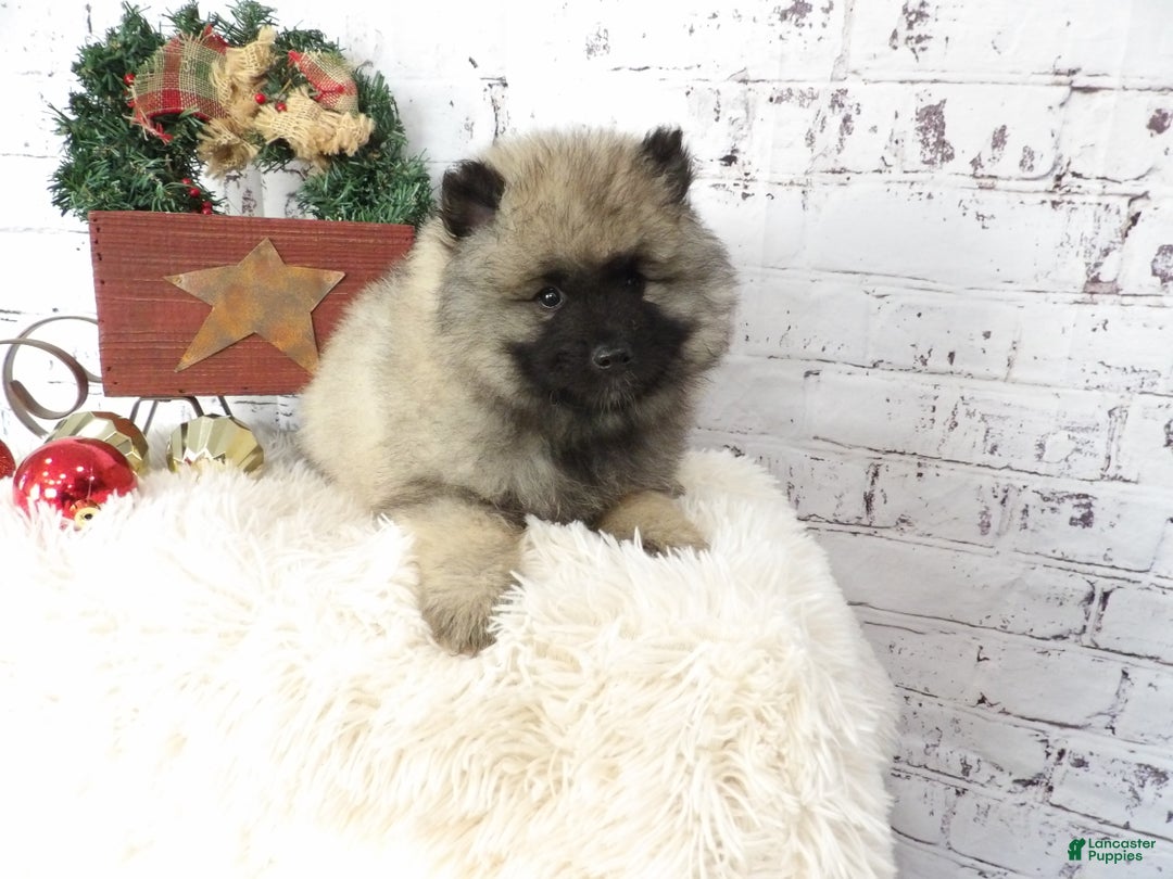 Keeshond dogs for sale: Lana  - Ad 1