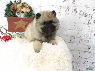 Keeshond dogs Lana - Ad 4