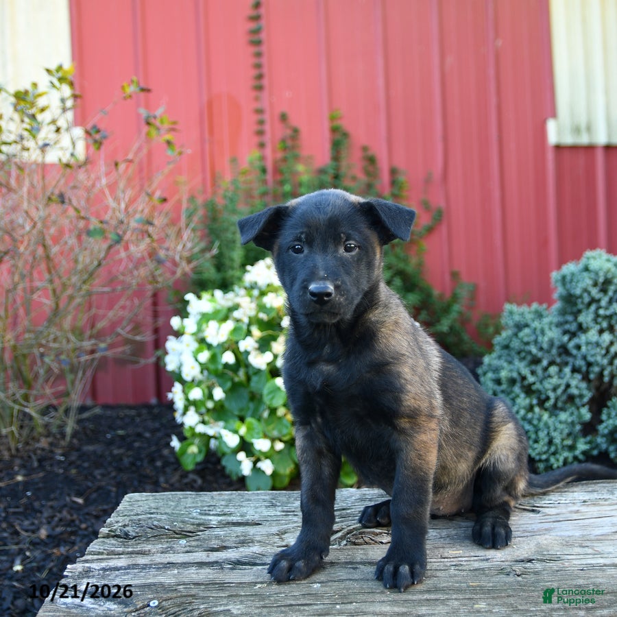 Belgian Malinois dogs for sale: Eden - Ad 1