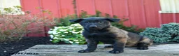 Belgian Malinois dogs for sale: Eden - Ad 1