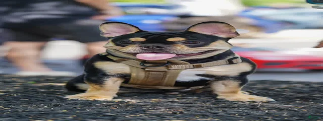 Ace