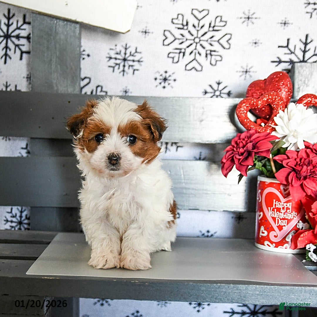 Havapoo dogs for sale: Reggie - Ad 1