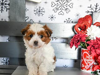 Havapoo dogs Reggie - Ad 2