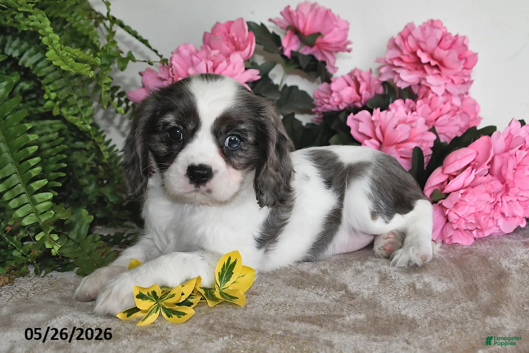 Cavalier King Charles Spaniel dogs for sale: Rosie - Ad 5