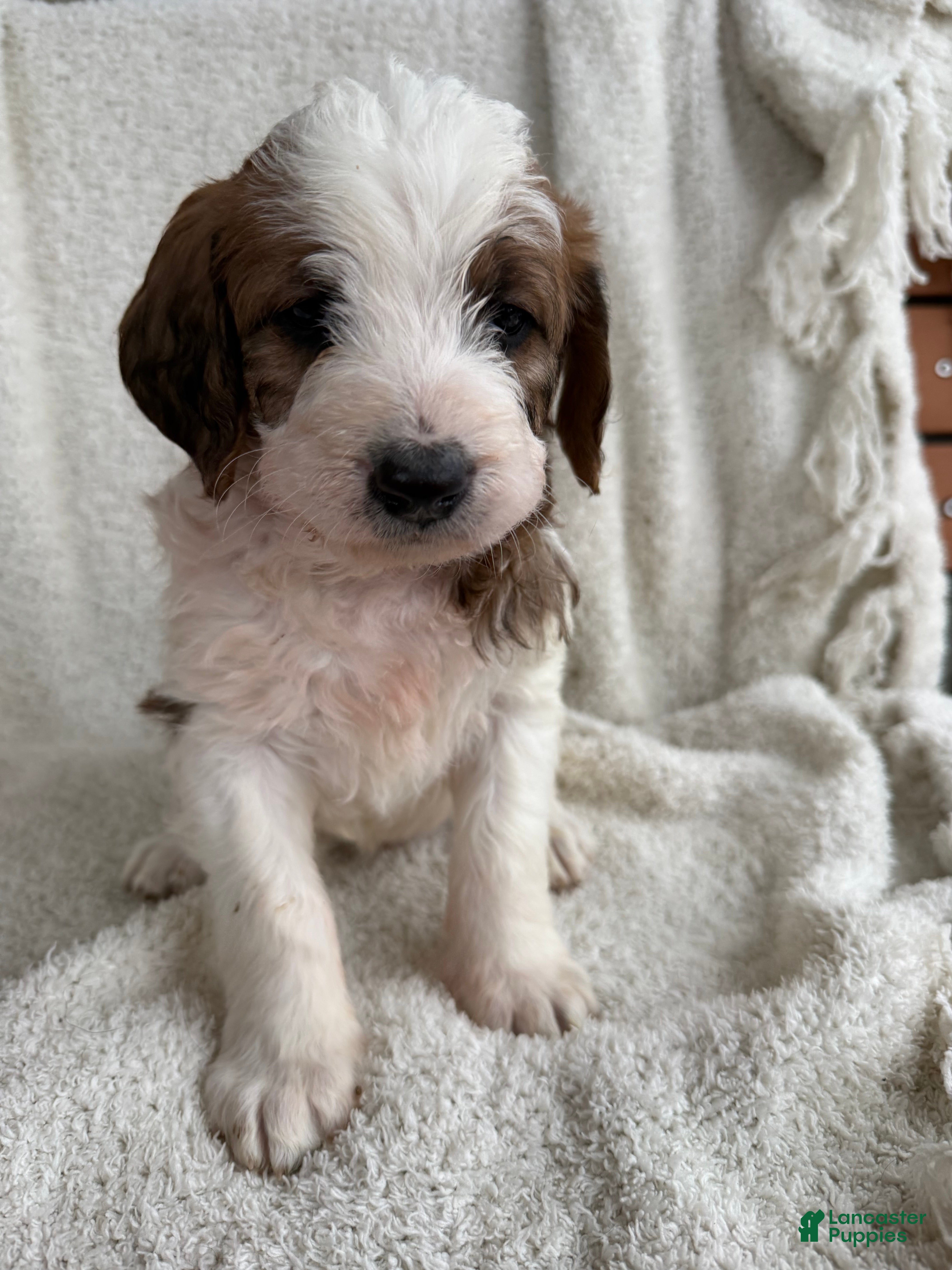 Mixed Breed dogs Andy - Ad 2