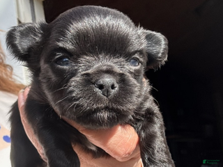 Chihuahua dogs Chihuahua Boy - Ad 12