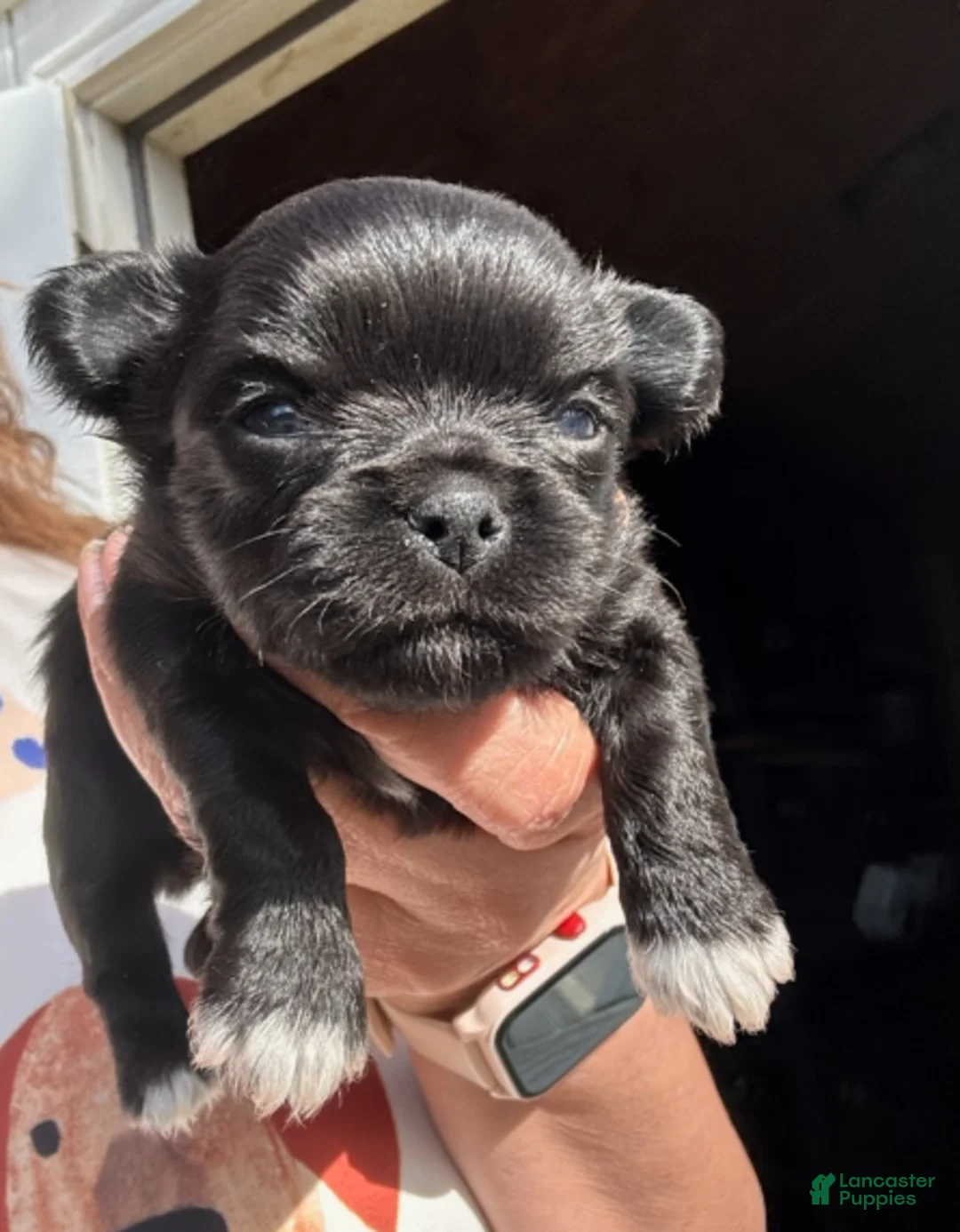 Chihuahua dogs for sale: Chihuahua Boy - Ad 1