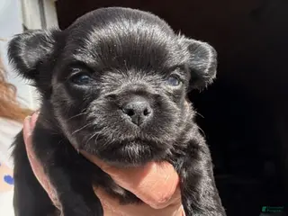 Chihuahua dogs Chihuahua Boy - Ad 12