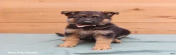 German Shepherd dogs for sale: Gypsy - Ad 1