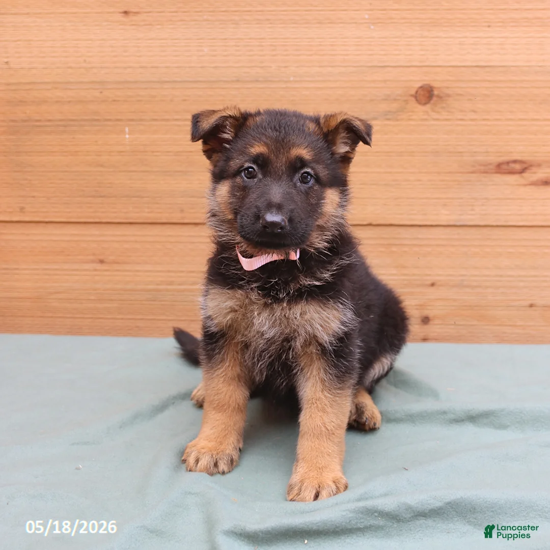 German Shepherd dogs for sale: Gypsy - Ad 1