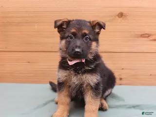 German Shepherd dogs for sale: Gypsy - Ad 4