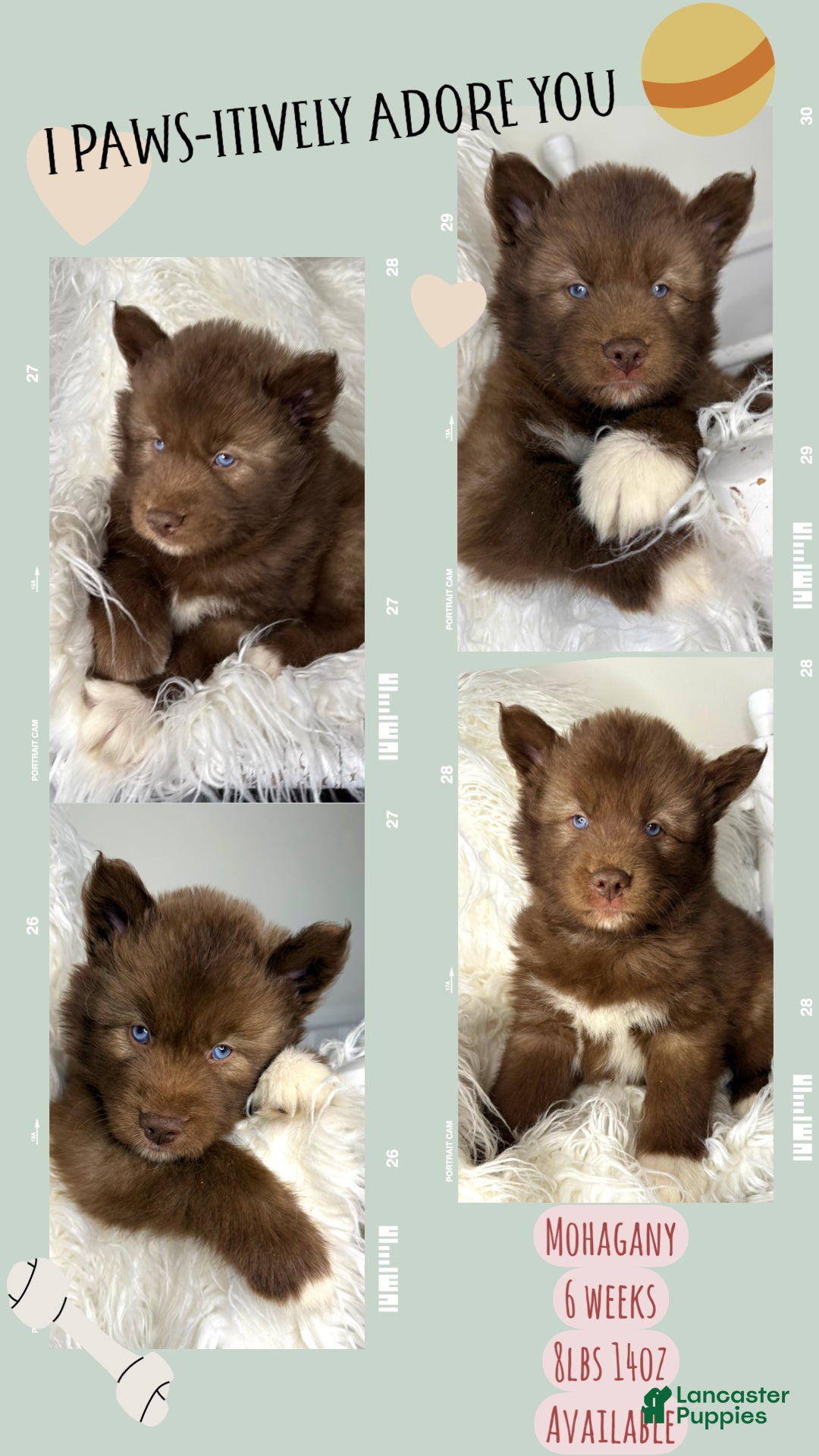 Siberian Husky dogs Mohagany - Ad 20