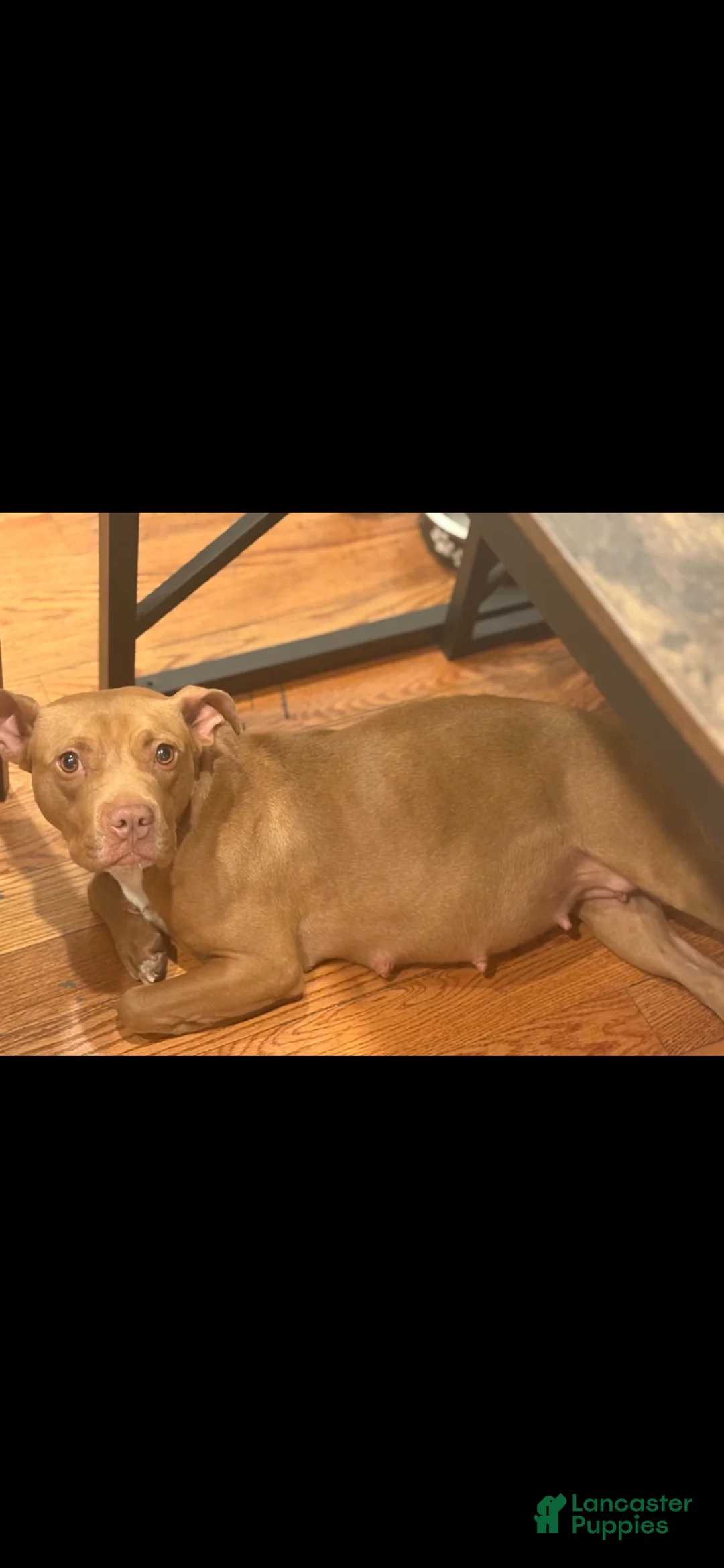 Pitsky dogs for sale: DALIA - Ad 2