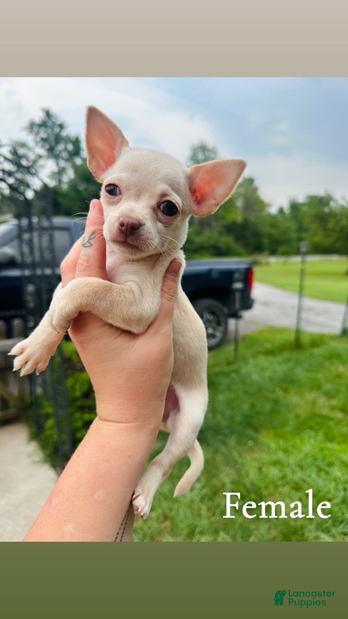 Chihuahua dogs Curious George - Ad 1