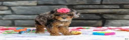 Miniature Poodle dogs for sale: Lexi - Ad 6