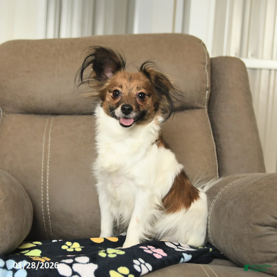 Papillon dogs for sale: Lovebug - Ad 2