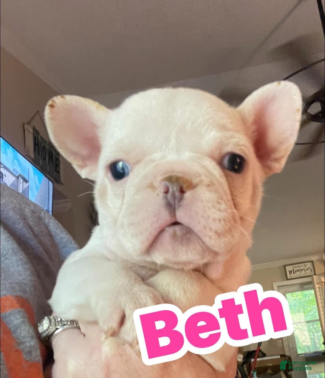 French Bulldog dogs French Bulldog Puppy 7 - Ad 33