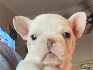 French Bulldog dogs French Bulldog Puppy 7 - Ad 33