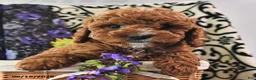 Cavapoo dogs for sale: Buster - Ad 3