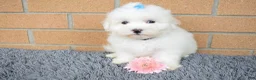 Maltese dogs for sale: Blake 💙 - Ad 3