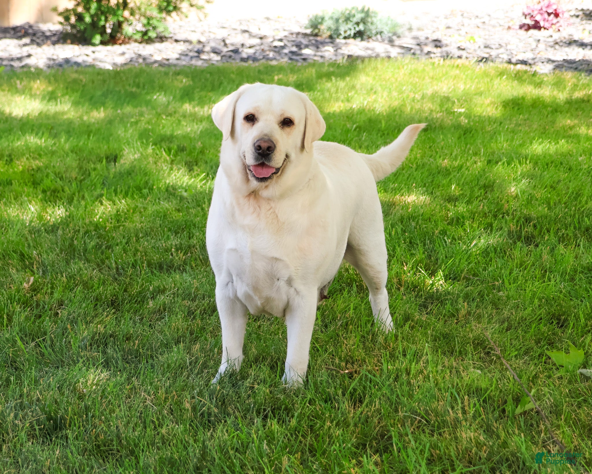 Labrador Retriever dogs Trixie - Ad 11
