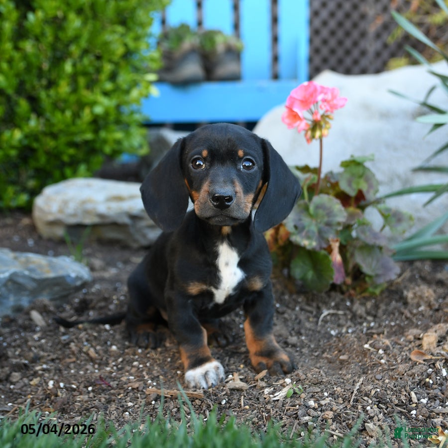 Miniature Dachshund dogs for sale: Ringo - Ad 1