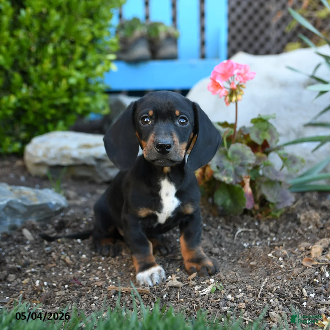 Miniature Dachshund dogs for sale: Ringo - Ad 1