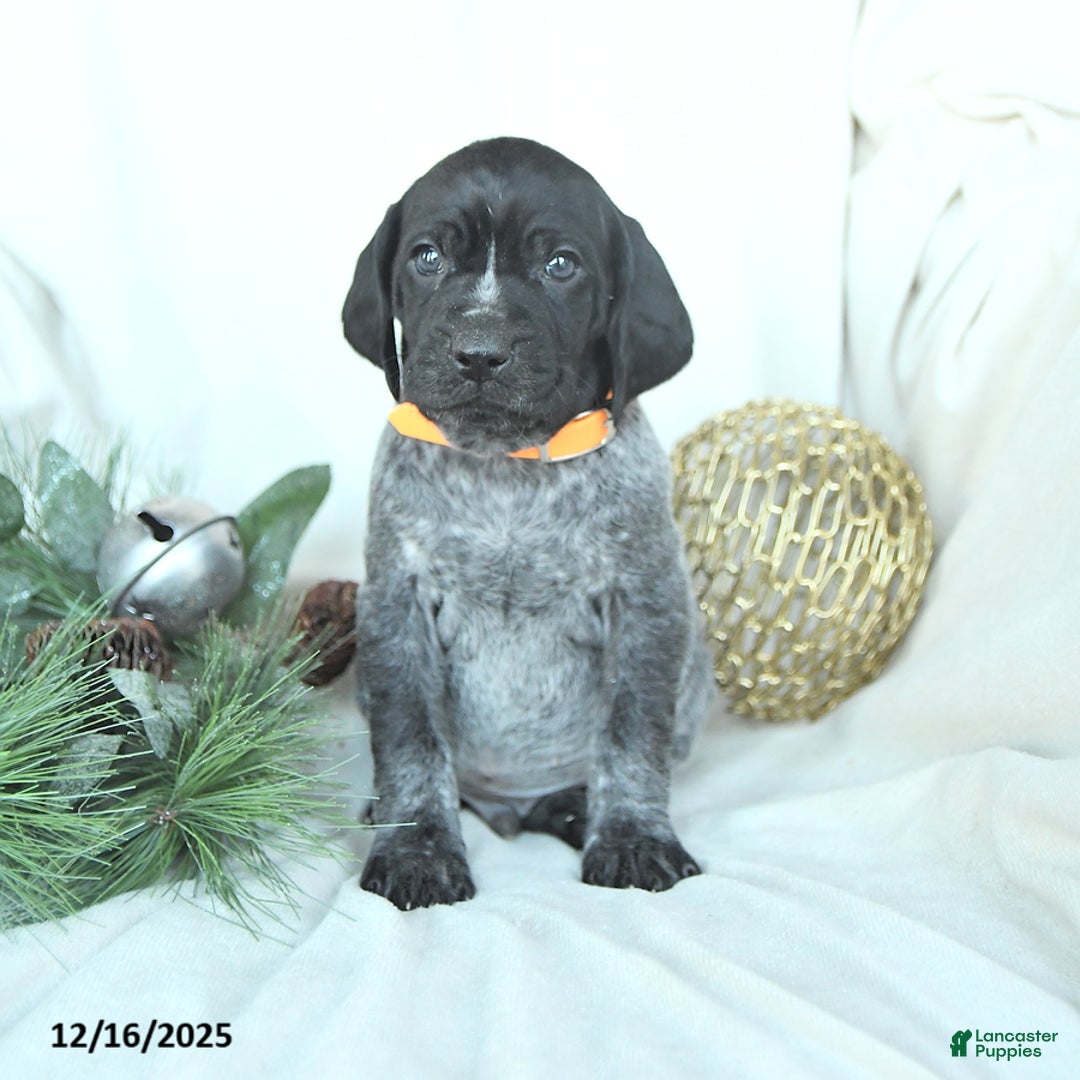 German Shorthaired Pointer dogs for sale: Doc - Ad 3