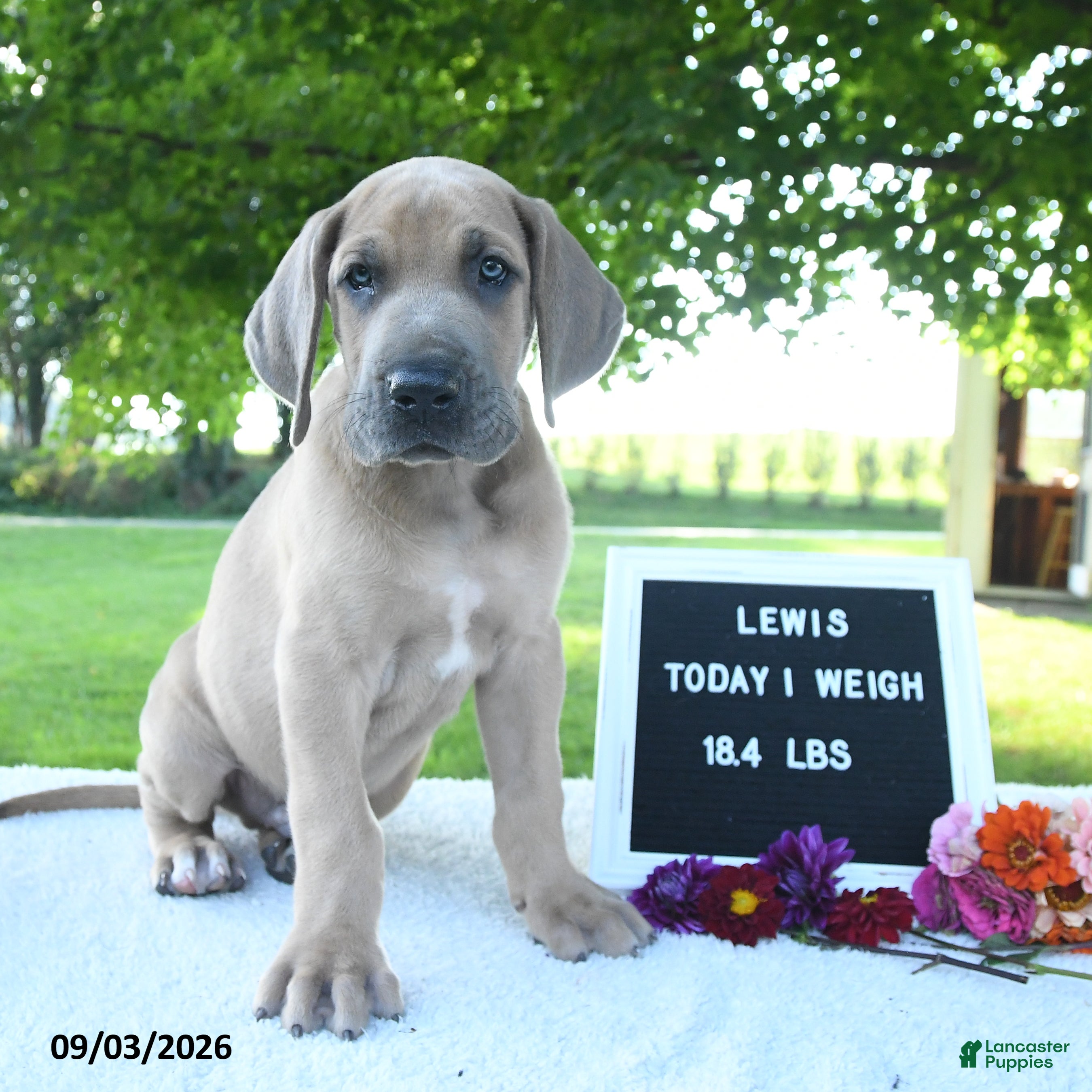 Great Dane dogs Lewis - Ad 2