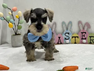 Miniature Schnauzer dogs Gypsy Male 3 - Ad 30